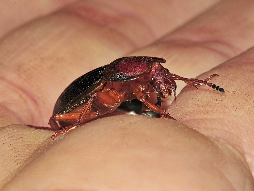 Larva di Carabidae? no, di Silphidae: Silpha obscura